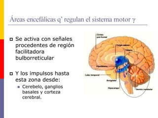 Áreas encefálicas q’ regulan el sistema motor γ
 Se activa con señales
procedentes de región
facilitadora
bulborreticular
 Y los impulsos hasta
esta zona desde:
 Cerebelo, ganglios
basales y corteza
cerebral.
 
