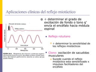Aplicaciones clínicas del reflejo miotáctico
 ÷ determinar el grado de
excitación de fondo o tono q’
envía el encéfalo hacia médula
espinal
 Reflejo rotuliano
 ÷ determinar la sensibilidad de
los reflejos miotácticos
 Clono: oscilación de sacudidas
musculares
 Sucede cuando el reflejo
miotáctico esta sensibilizado x
impulsos facilitadores del
encéfalo
 