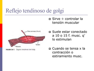 Reflejo tendinoso de golgi
 Sirve ÷ controlar la
tensión muscular
 Suele estar conectado
a 10 o 15 f. musc. q’
lo estimulan
 Cuando se tensa x la
contracción o
estiramiento musc.
 