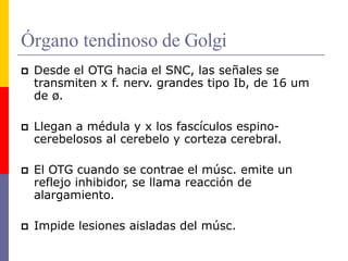 Órgano tendinoso de Golgi
 Desde el OTG hacia el SNC, las señales se
transmiten x f. nerv. grandes tipo Ib, de 16 um
de ø.
 Llegan a médula y x los fascículos espino-
cerebelosos al cerebelo y corteza cerebral.
 El OTG cuando se contrae el músc. emite un
reflejo inhibidor, se llama reacción de
alargamiento.
 Impide lesiones aisladas del músc.
 