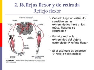 2. Reflejos flexor y de retirada
Reflejo flexor
 Cuando llega un estímulo
sensitivo en las
extremidades hace q’ los
músc. flexores se
contraigan
 Permite retirar la
extremidad del objeto
estimulado  reflejo flexor
 Si el estímulo es doloroso
 reflejo nocisensible
 