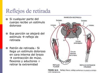 Reflejos de retirada
 Si cualquier parte del
cuerpo recibe un estímulo
doloroso
 Esa porción se alejará del
estímulo  reflejo de
retirada
 Patrón de retirada.- Si
llega un estímulo doloroso
en cara interna del brazo
 contracción de músc.
flexores y aductores ÷
retirar la extremidad
 