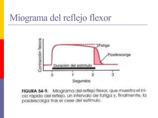 Miograma del reflejo flexor
 