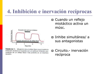 4. Inhibición e inervación recíprocas
 Cuando un reflejo
miotáctico activa un
músc.
 Inhibe simultánea/ a
sus antagonistas
 Circuito.- inervación
recíproca
 