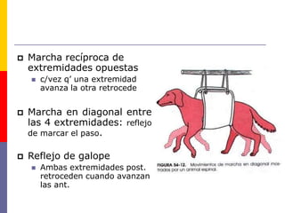  Marcha recíproca de
extremidades opuestas
 c/vez q’ una extremidad
avanza la otra retrocede
 Marcha en diagonal entre
las 4 extremidades: reflejo
de marcar el paso.
 Reflejo de galope
 Ambas extremidades post.
retroceden cuando avanzan
las ant.
 