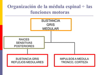 Organización de la médula espinal ÷ las
funciones motoras
SUSTANCIA GRIS
REFLEJOS MEDULARES
IMPULSOS A MEDULA
TRONCO, CORTEZA
SUSTANCIA
GRIS
MEDULAR
RAICES
SENSITIVAS
POSTERIORES
 