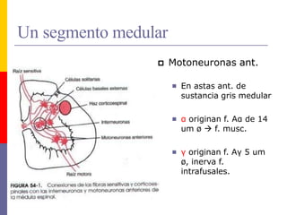 Un segmento medular
 Motoneuronas ant.
 En astas ant. de
sustancia gris medular
 α originan f. Aα de 14
um ø  f. musc.
 γ originan f. Aγ 5 um
ø, inerva f.
intrafusales.
 