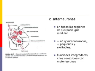  Interneuronas
 En todas las regiones
de sustancia gris
medular
 + n° q’ motoneuronas,
+ pequeñas y
excitables.
 Funciones integradoras
x las conexiones con
motoneuronas
 