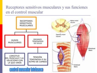 Receptores sensitivos musculares y sus funciones
en el control muscular
RECEPTORES
SENSITIVOS
MUSCULARES
HUSOS
MUSCULARES
ORGANOS
TENDINOSOS
DE GOLGI
LONGITUD
DEL MÚSCULO Y LA
VELOCIDAD CON
LA QUE VARÍA
TENSIÓN
TENDINOSA O SU
RITMO DE CAMBIO
 