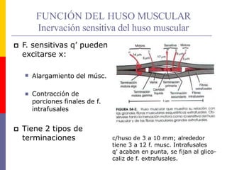 FUNCIÓN DEL HUSO MUSCULAR
Inervación sensitiva del huso muscular
 F. sensitivas q’ pueden
excitarse x:
 Alargamiento del músc.
 Contracción de
porciones finales de f.
intrafusales
 Tiene 2 tipos de
terminaciones c/huso de 3 a 10 mm; alrededor
tiene 3 a 12 f. musc. Intrafusales
q’ acaban en punta, se fijan al glico-
caliz de f. extrafusales.
 