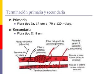 Terminación primaria y secundaria
 Primaria
 Fibra tipo Ia, 17 um ø, 70 a 120 m/seg.
 Secundaria
 Fibra tipo II, 8 um.
 