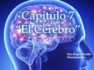 Dra. Raquel Rosillo
Neuroanatomía
 