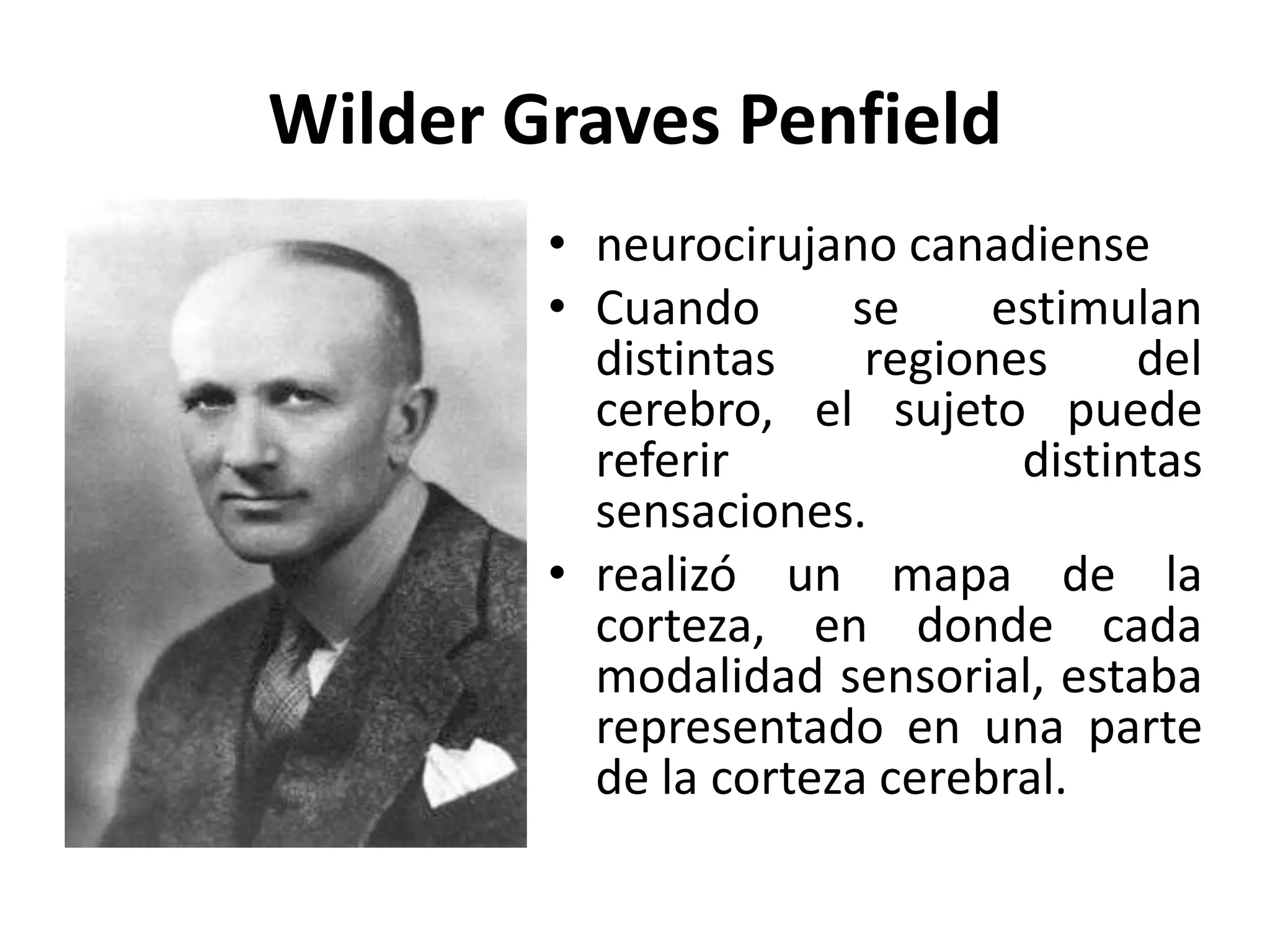 Wilder Graves Penfield
        • neurocirujano canadiense
        • Cuando      se     estimulan
          distintas    regiones     del
          cerebro, el sujeto puede
          referir             distintas
          sensaciones.
        • realizó un mapa de la
          corteza, en donde cada
          modalidad sensorial, estaba
          representado en una parte
          de la corteza cerebral.
 