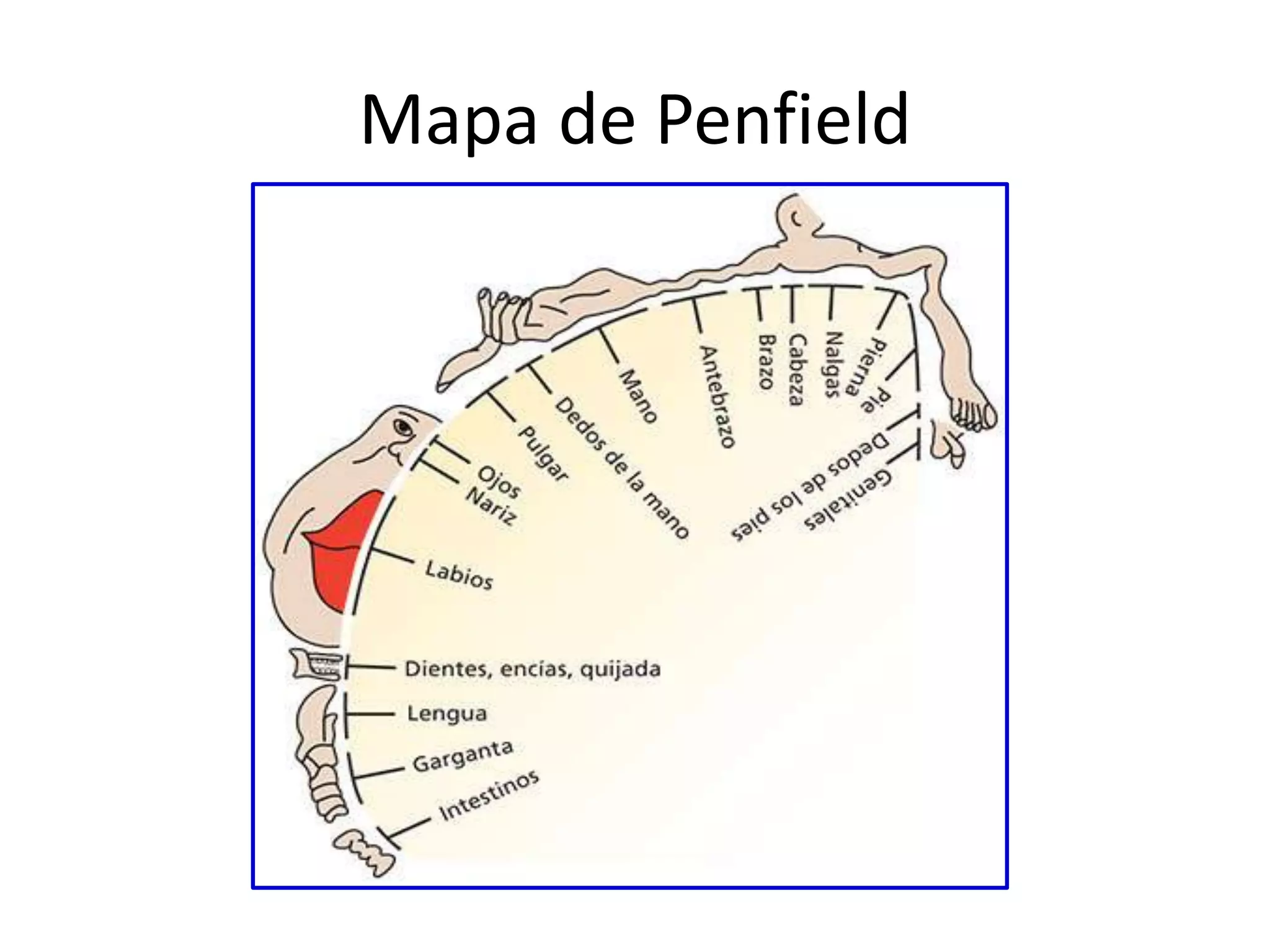 Mapa de Penfield
 