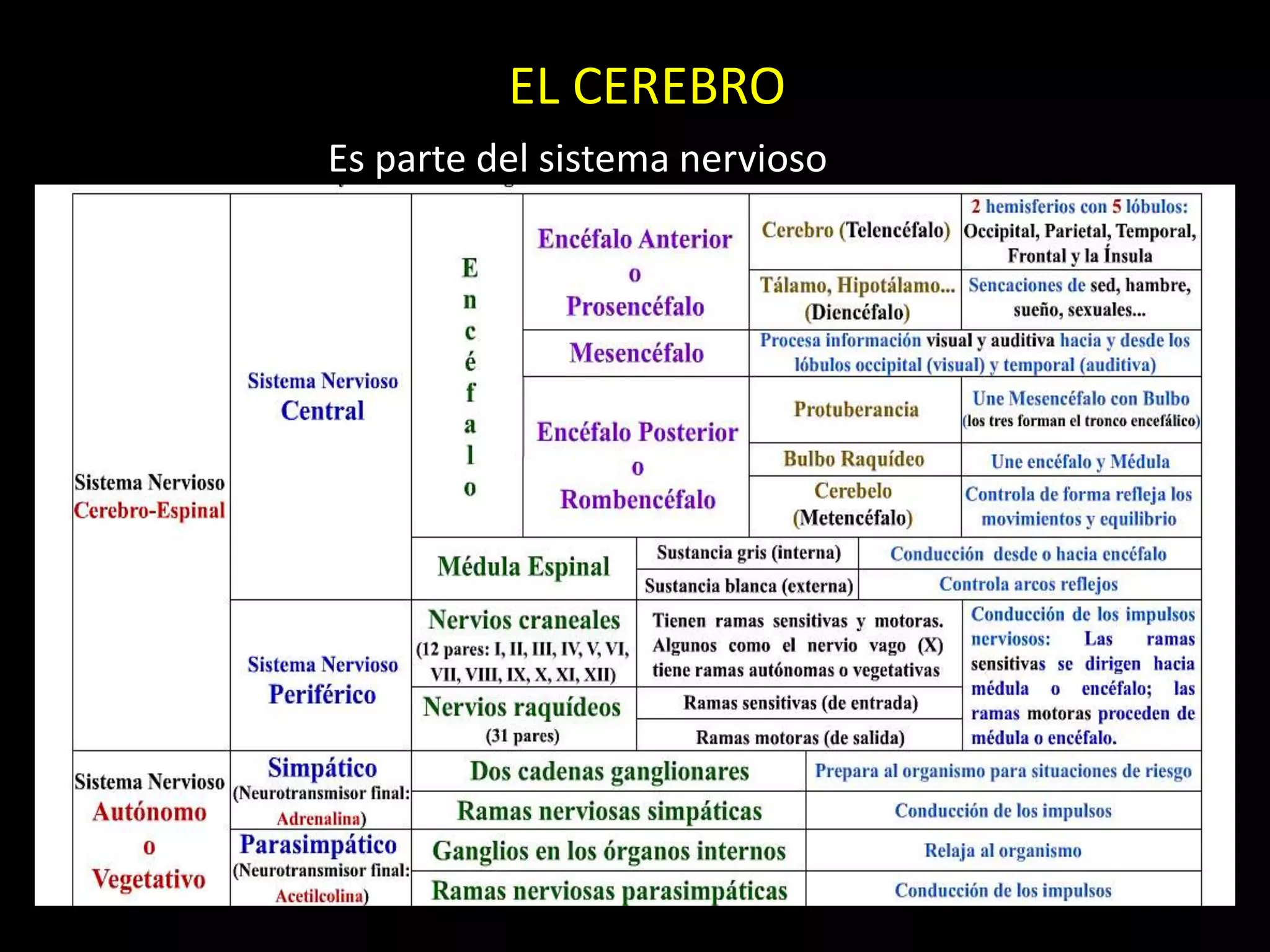 EL CEREBRO
Es parte del sistema nervioso
 