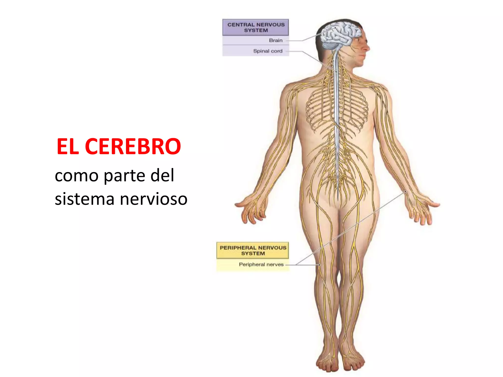 EL CEREBRO
como parte del
sistema nervioso
 