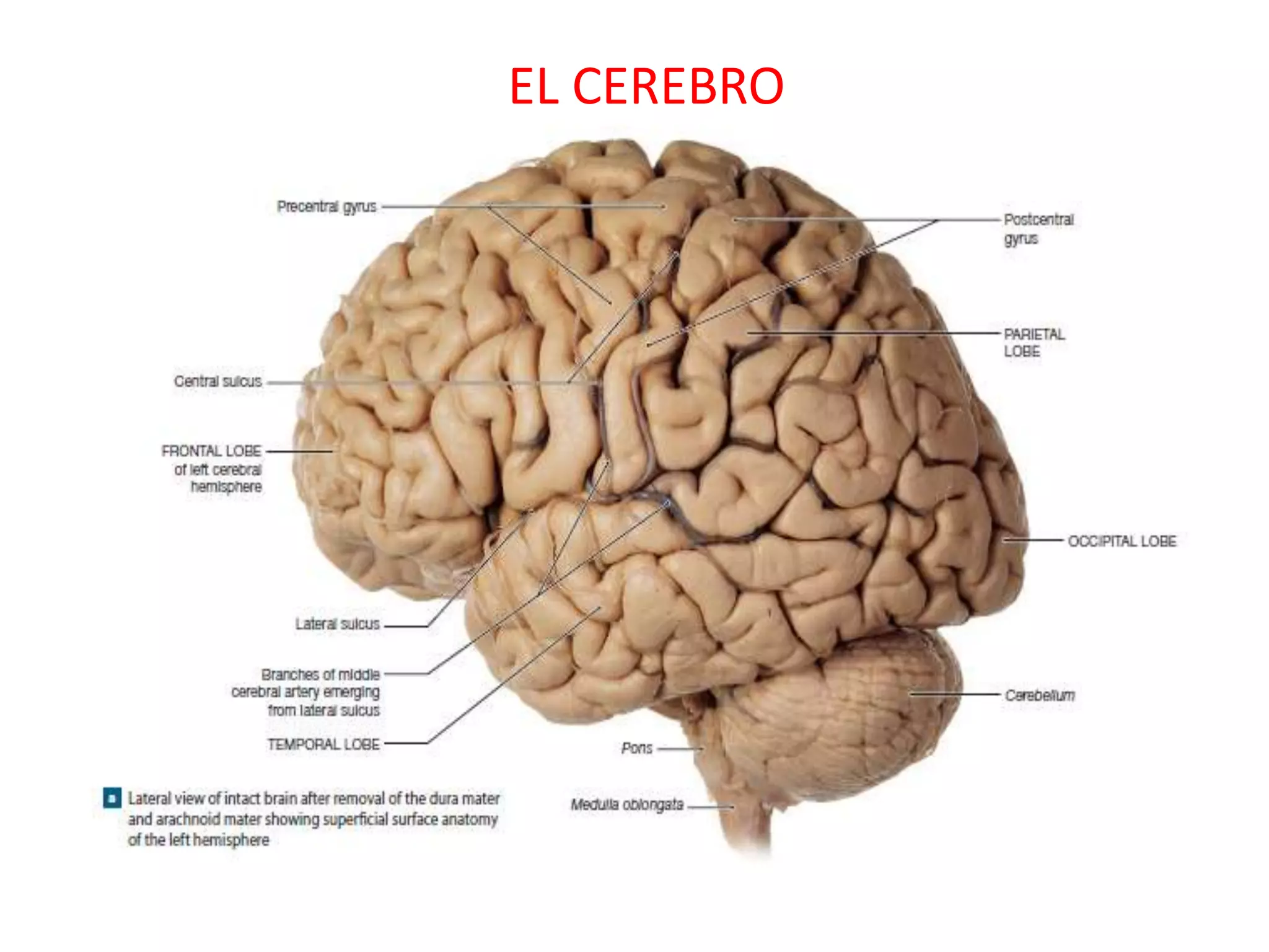 EL CEREBRO
 