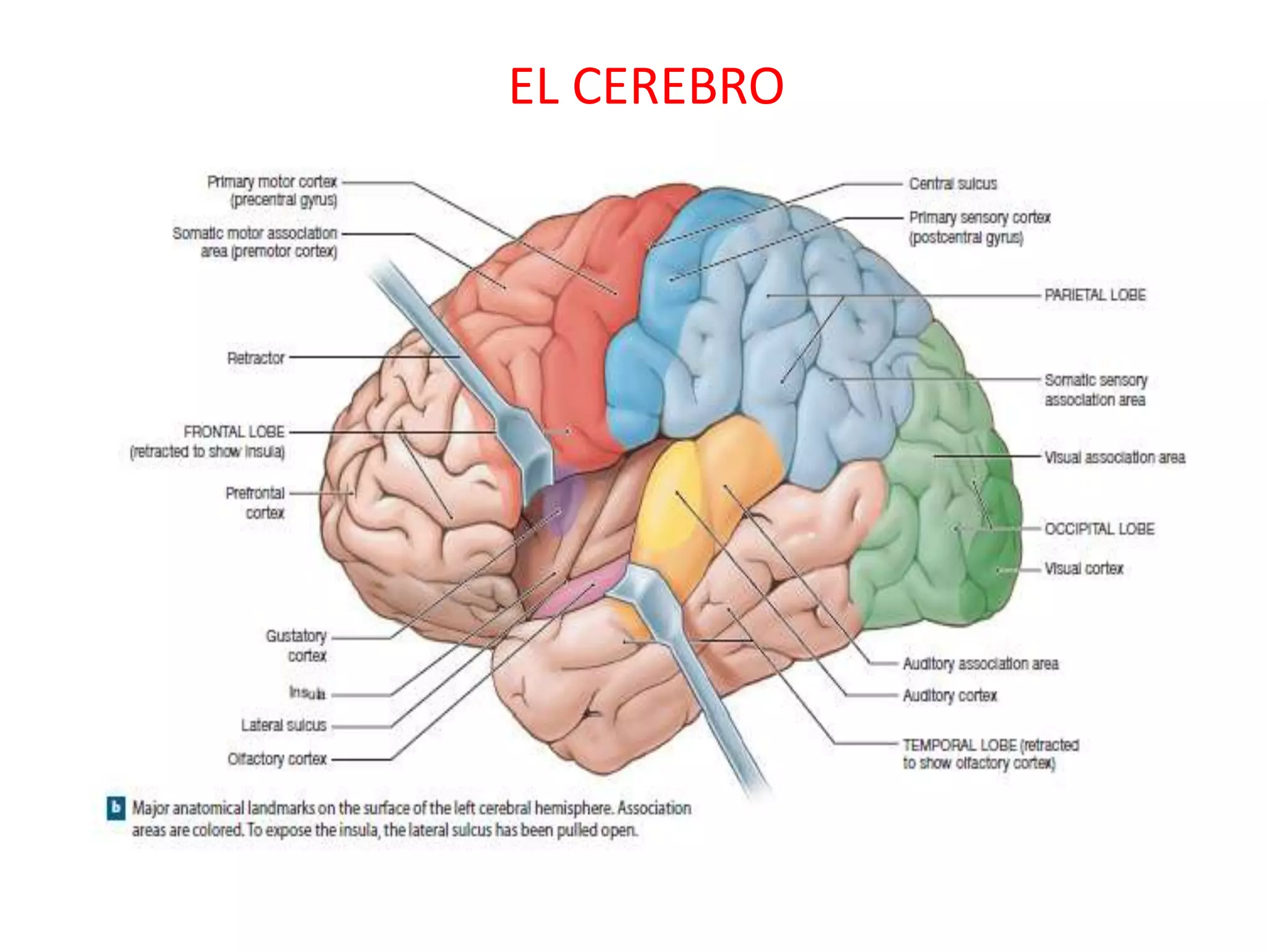 EL CEREBRO
 