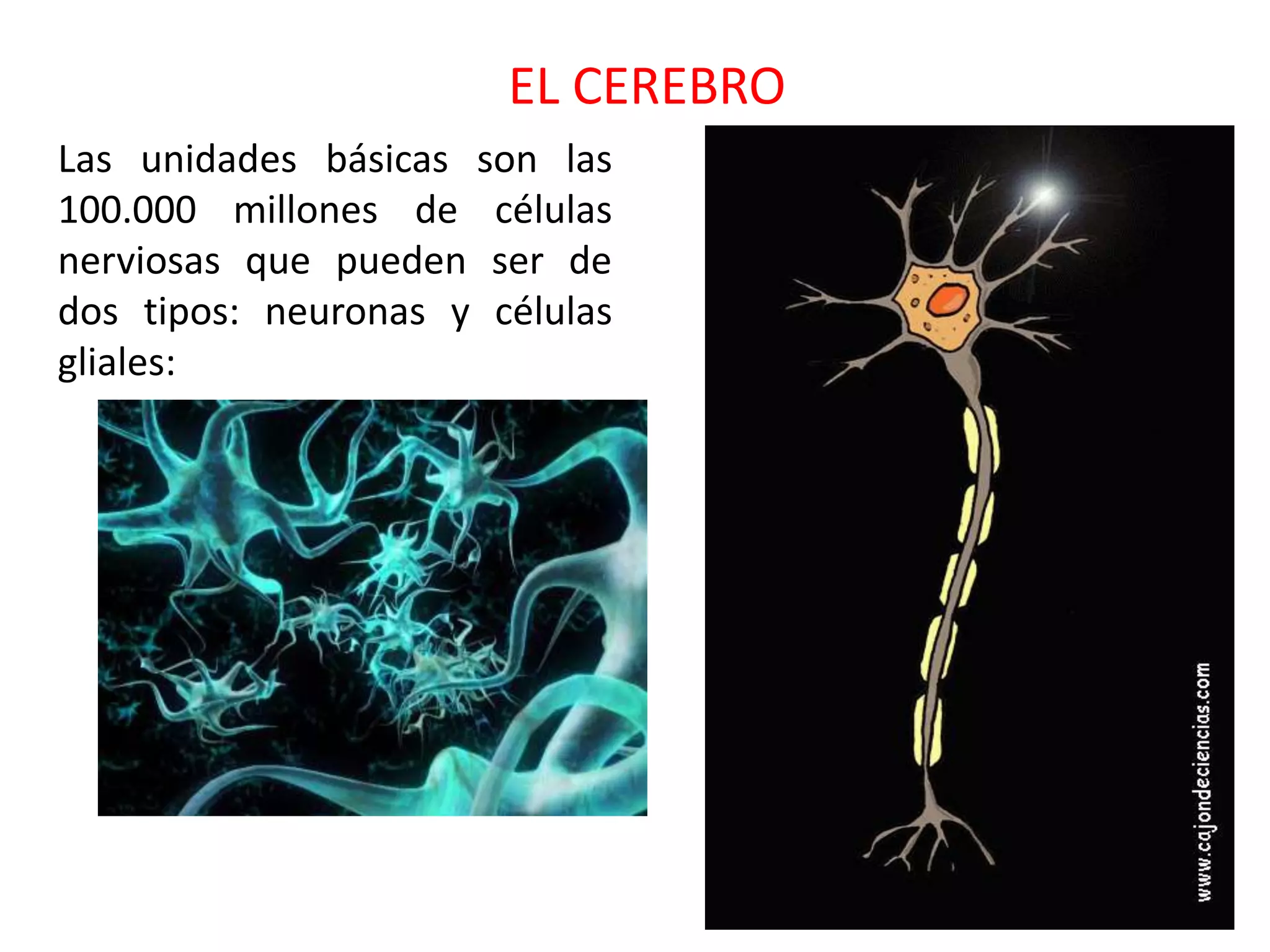 EL CEREBRO
Las unidades básicas son las
100.000 millones de células
nerviosas que pueden ser de
dos tipos: neuronas y células
gliales:
 