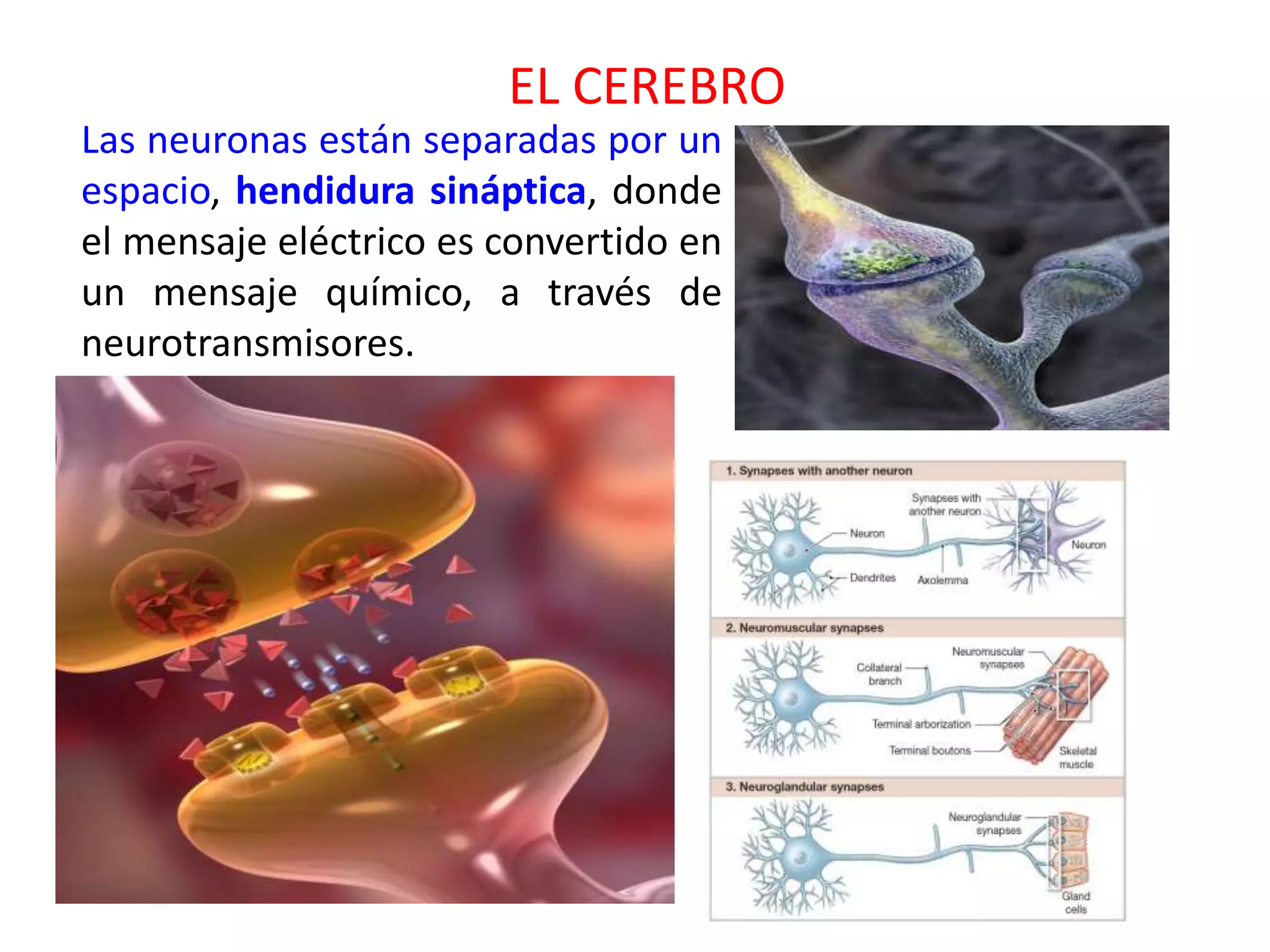 EL CEREBRO
Las neuronas están separadas por un
espacio, hendidura sináptica, donde
el mensaje eléctrico es convertido en
un mensaje químico, a través de
neurotransmisores.
 