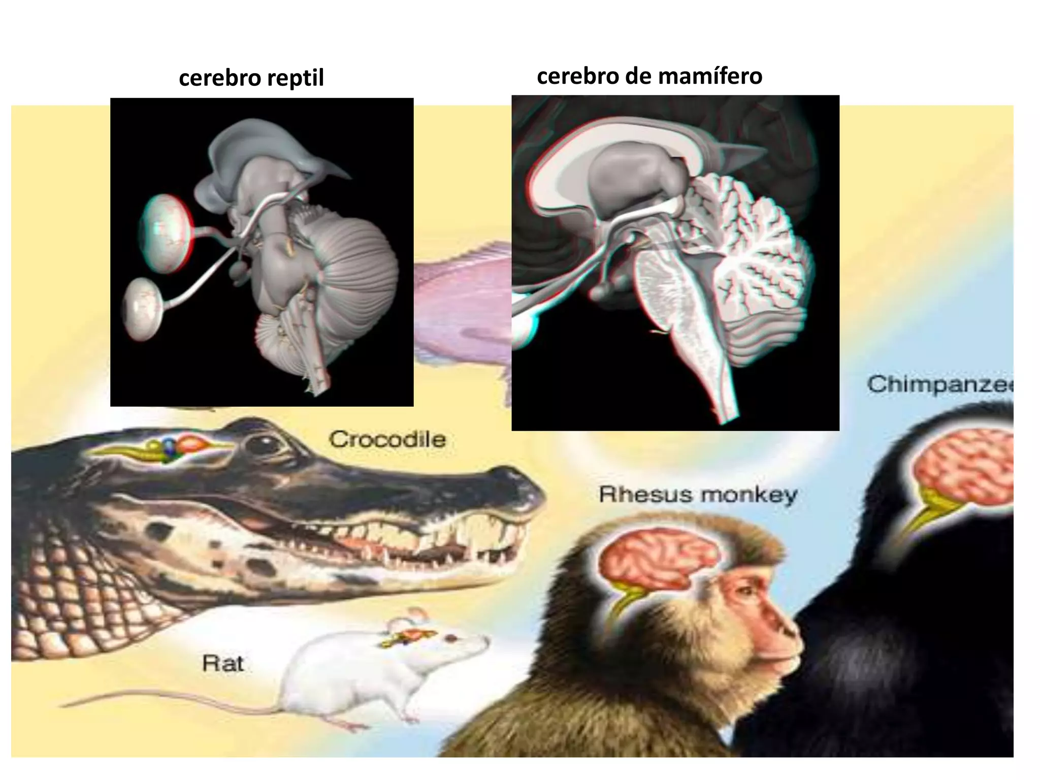 cerebro reptil   cerebro de mamífero
 