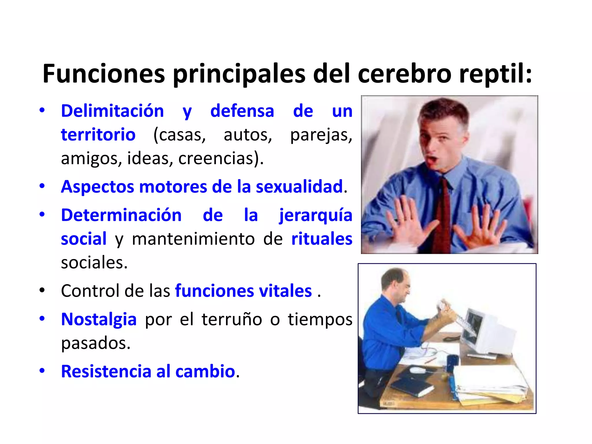 Funciones principales del cerebro reptil:
• Delimitación y defensa de un
  territorio (casas, autos, parejas,
  amigos, ideas, creencias).
• Aspectos motores de la sexualidad.
• Determinación de la jerarquía
  social y mantenimiento de rituales
  sociales.
• Control de las funciones vitales .
• Nostalgia por el terruño o tiempos
  pasados.
• Resistencia al cambio.
 
