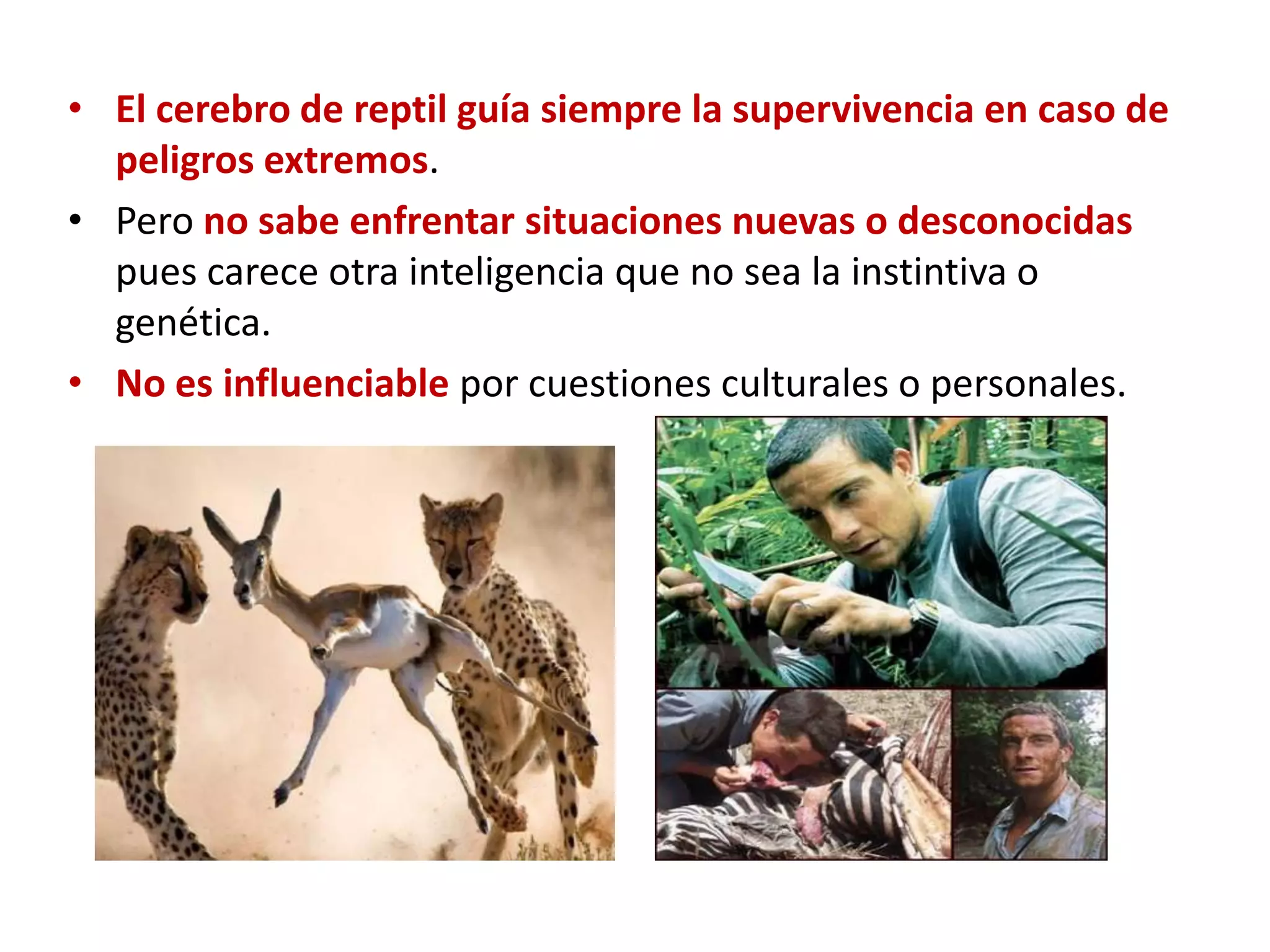 • El cerebro de reptil guía siempre la supervivencia en caso de
  peligros extremos.
• Pero no sabe enfrentar situaciones nuevas o desconocidas
  pues carece otra inteligencia que no sea la instintiva o
  genética.
• No es influenciable por cuestiones culturales o personales.
 
