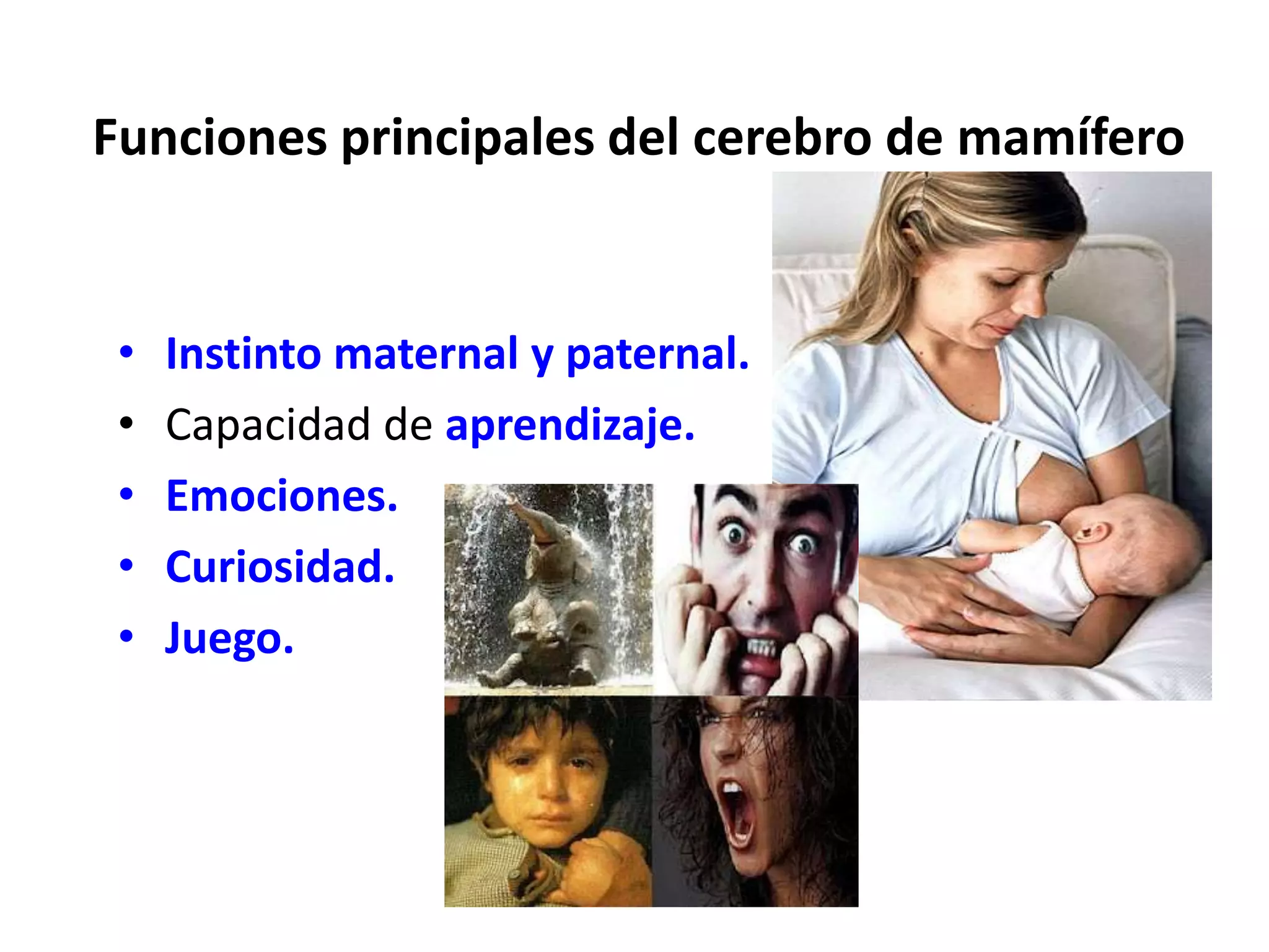 Funciones principales del cerebro de mamífero


 •   Instinto maternal y paternal.
 •   Capacidad de aprendizaje.
 •   Emociones.
 •   Curiosidad.
 •   Juego.
 