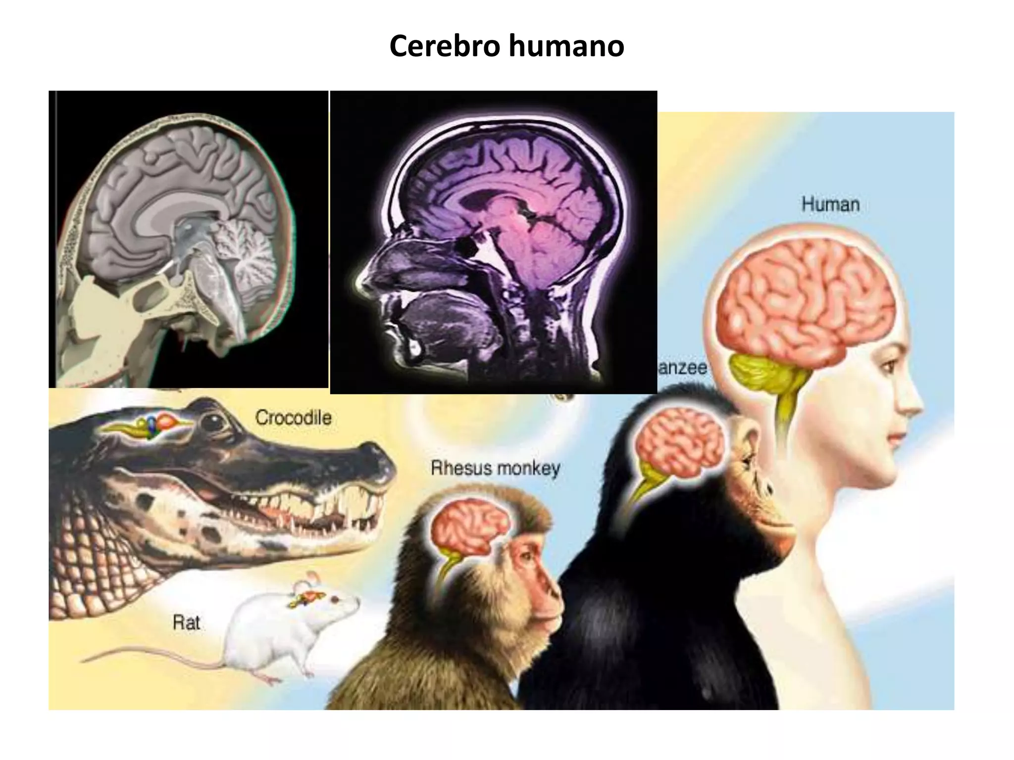Cerebro humano
 