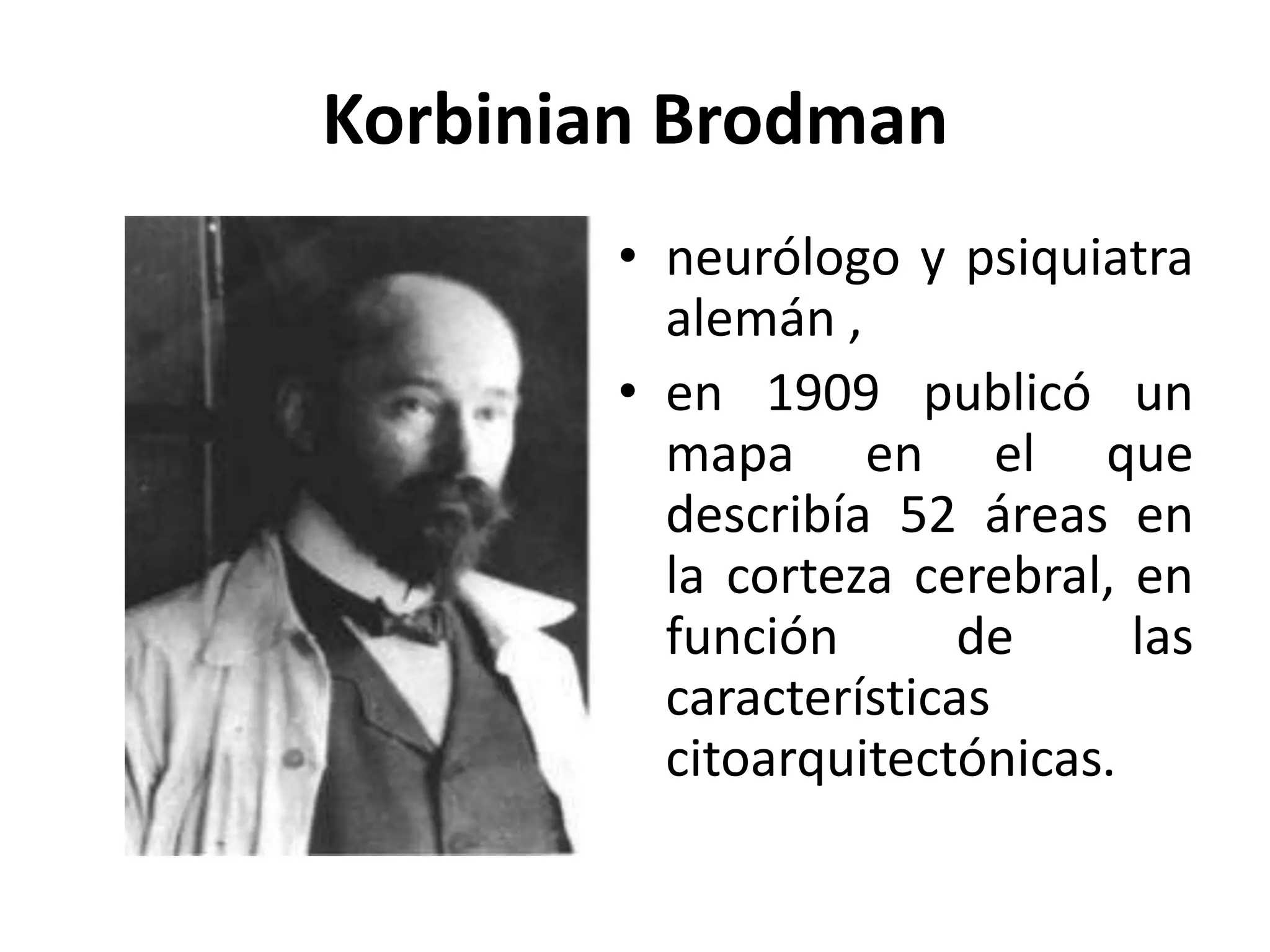 Korbinian Brodman
        • neurólogo y psiquiatra
          alemán ,
        • en 1909 publicó un
          mapa en el que
          describía 52 áreas en
          la corteza cerebral, en
          función       de     las
          características
          citoarquitectónicas.
 