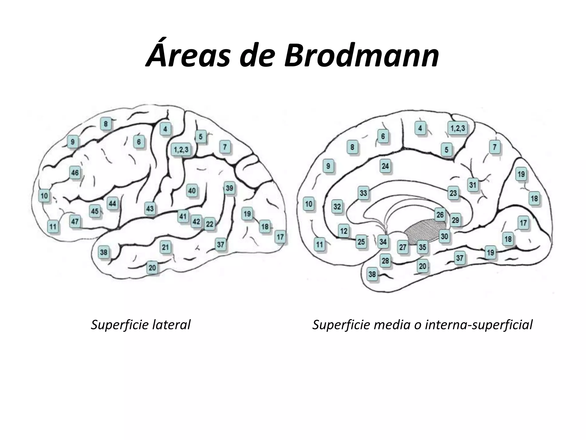 Áreas de Brodmann




Superficie lateral   Superficie media o interna-superficial
 