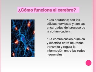 • Las neuronas; son las
células nerviosas y son las
encargadas del proceso de
la comunicación.
• La comunicación química
y eléctrica entre neuronas
transmite y regula la
información entre las redes
neuronales.
 