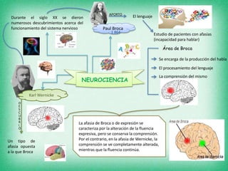 Durante el siglo XX se dieron 
numerosos descubrimientos acerca del 
funcionamiento del sistema nervioso 
Área de Broca 
APORTO El lenguaje 
Paul Broca 
1 864 Estudio de pacientes con afasias 
(incapacidad para hablar) 
Se encarga de la producción del habla 
El procesamiento del lenguaje 
La comprensión del mismo 
Karl Wernicke 
NEUROCIENCIA 
DES 
C 
UBRI 
Ó 
Un tipo de 
afasia opuesta 
a la que Broca 
La afasia de Broca o de expresión se 
caracteriza por la alteración de la fluencia 
expresiva, pero se conserva la comprensión. 
Por el contrario, en la afasia de Wernicke, la 
comprensión se ve completamente alterada, 
mientras que la fluencia continúa. 
