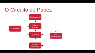 12
O Circuito de Papez
Giro cingulado
Giro
parahipocampal
Córtex
entorrinal
Subículo
Tálamo
anterior
N. mamilar
 