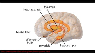 15http://webspace.ship.edu/cgboer/limbicsystem.html
 