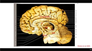 16
F
CM
S
PH
Cingulado
Amy
OFC
Rohen et al 2005
 