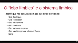 19
O “lobo límbico” e o sistema límbico
● Identifique nas peças anatômicas que estão circulando:
– Giro do cíngulo
– Giro subcalosal
– Giro paraterminal
– Giro semilunar
– Giro uncinado e uncus
– Giro parahipocampal e lobo piriforme
– Istmo
 