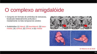 29
O complexo amigdalóide
● Conjunto em formato de amêndoa de estruturas,
localizado bilateralmente profunda e
medialmente no lobo temporal do cérebro
● Subdivisões (1) lateral, (2) basolateral, (3) baso-
medial, (4) cortical, (5) central, e (6) medial
Di Marino et al 2016
 