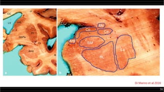 30
Di Marino et al 2016
 