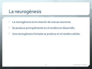 La neurogénesis
 La neurogénesis es la creación de nuevas neuronas.
 Se produce principalmente en el cerebro en desarrol...