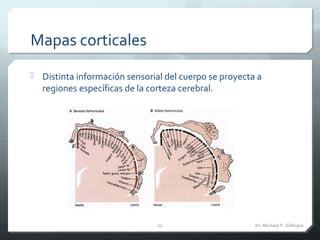 Mapas corticales
 Distinta información sensorial del cuerpo se proyecta a
regiones específicas de la corteza cerebral.
Dr...