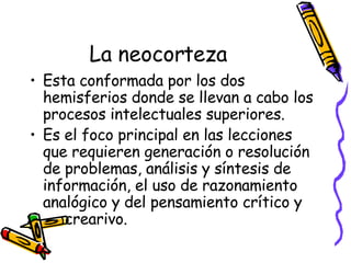 La neocorteza Esta conformada por los dos hemisferios donde se llevan a cabo los procesos intelectuales superiores. Es el foco principal en las lecciones que requieren generación o resolución de problemas, análisis y síntesis de información, el uso de razonamiento analógico y del pensamiento crítico y  crearivo. 