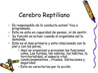 Cerebro Reptiliano Es responsable de la conducta autom´tica o programada. Este no esta en capacidad de pensar, ni de sentir. Su función es actuar cuando el organismo así lo demanda. Este es el mas primario y esta relacionado con la piel y con los poros. Aquí se organizan y procesan las funciones como. Las rutinas, los valores, los hábitos, la territorialidad, el espacio vital, condicionamientos , rituales. Imitaciones y seguridad Este se caracteriza por la acción. 