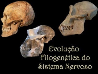 Evolução
Filogenética do
Sistema Nervoso	
  
 
