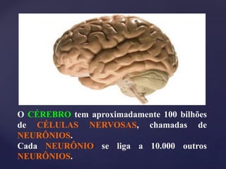 O CÉREBRO tem aproximadamente 100 bilhões
de CÉLULAS NERVOSAS, chamadas de
NEURÔNIOS.
Cada NEURÔNIO se liga a 10.000 outros
NEURÔNIOS.
 
