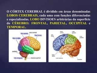 O CÓRTEX CEREBRAL é dividido em áreas denominadas
LOBOS CEREBRAIS, cada uma com funções diferenciadas
e especializadas. LOBO DIVISOES arbitrárias da superfície
do CÉREBRO: FRONTAL, PARIETAL, OCCIPITAL e
TEMPORAL.
 