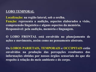 LOBO TEMPORAL
Localização: na região lateral, sob a orelha.
Função: representa a audição, aspectos elaborados a visão,
compreensão linguística e alguns aspectos da memória.
Responsável: pela audição, memória e linguagem.
O LOBO FRONTAL está envolvido no planejamento de
ações e movimento, assim como no pensamento abstrato.
Os LOBOS PARIETAIS, TEMPORAIS e OCCIPITAIS estão
envolvidos na produção das percepções resultantes das
informações obtidas por nossos órgãos sensoriais do que diz
respeito à relação do meio ambiente e do corpo.
 