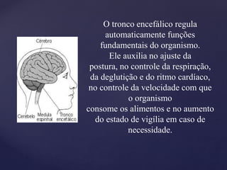 O tronco encefálico regula
automaticamente funções
fundamentais do organismo.
Ele auxilia no ajuste da
postura, no controle da respiração,
da deglutição e do ritmo cardíaco,
no controle da velocidade com que
o organismo
consome os alimentos e no aumento
do estado de vigília em caso de
necessidade.
 