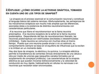 2.EXPLIQUE: ¿CÓMO OCURRE LA ACTIVIDAD SINÁPTICA, TOMANDO
EN CUENTA UNO DE LOS TIPOS DE SINAPSIS?
La sinapsis es el proceso esencial en la comunicación neuronal y constituye
el lenguaje básico del sistema nervioso. Afortunadamente, las semejanzas de
los mecanismos sinápticos son mucho más amplias que las diferencias,
asociadas éstas a la existencia de distintos neurotransmisores con
características particulares.
A la neurona que libera el neurotransmisor se le llama neurona
presinaptica. A la neurona receptora de la señal se le llama neurona
postsinaptica. Dependiendo del tipo de neurotransmisor liberado, las
neuronas postsinapticas son estimuladas (excitadas) o desestimuladas
(inhibidas). Cada neurona se comunica con muchas otras al mismo
tiempo. Puesto que una neurona puede enviar o no un estimulo, su
comportamiento siempre se basa en el equilibrio de influencias que la excitan
o la inhiben en un momento dado.
Hay dos tipos de sinapsis, la eléctrica y la química. La sinapsis eléctrica
permite la transferencia de corrientes iónicas directamente de una célula a
otra por medio de uniones gap (pequeños canales formados por el
acoplamiento de complejos proteicos). Las características de la sinapsis
eléctrica es que pueden moverse bidireccionalmente y la velocidad de
conducción es muy rápida, habitualmente en células no nerviosas o en
neuronas que necesitan estar sincronizadas.
 