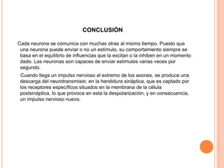 CONCLUSIÓN
Cada neurona se comunica con muchas otras al mismo tiempo. Puesto que
una neurona puede enviar o no un estímulo, su comportamiento siempre se
basa en el equilibrio de influencias que la excitan o la inhiben en un momento
dado. Las neuronas son capaces de enviar estímulos varias veces por
segundo.
Cuando llega un impulso nervioso al extremo de los axones, se produce una
descarga del neurotransmisor, en la hendidura sináptica, que es captado por
los receptores específicos situados en la membrana de la célula
postsináptica, lo que provoca en esta la despolarización, y en consecuencia,
un impulso nervioso nuevo.
 